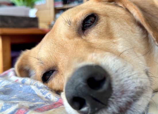 Mira braucht dringend ein Päuschen!